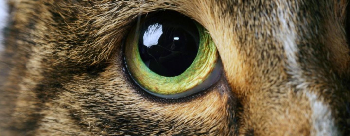 Comment nettoyer les yeux qui coulent de mon chat ? Purina
